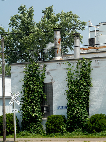 Cascade hops growing on the Stevens Point Brewery building.jpg